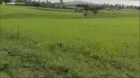 Wildlife