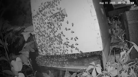 Friday Morning Peek at a Beehive