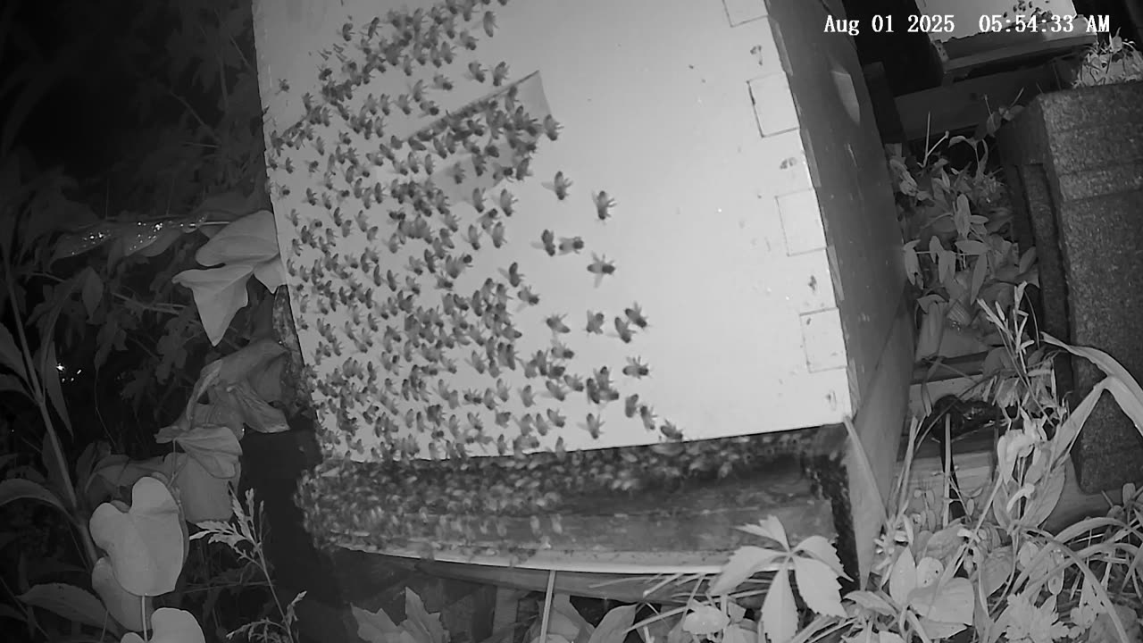Friday Morning Peek at a Beehive