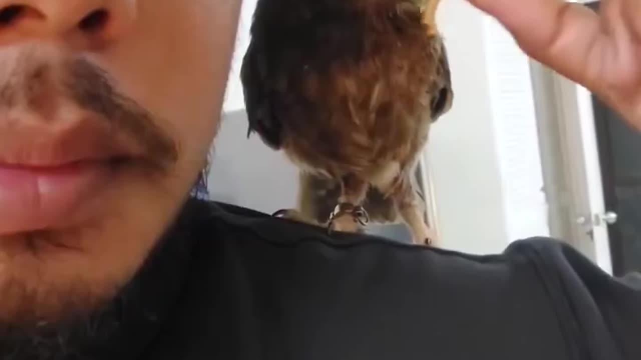 It's snack time for the owl.