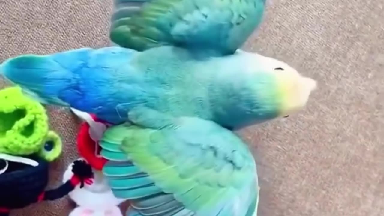 A girl rescues a lost parrot in the rain and then…