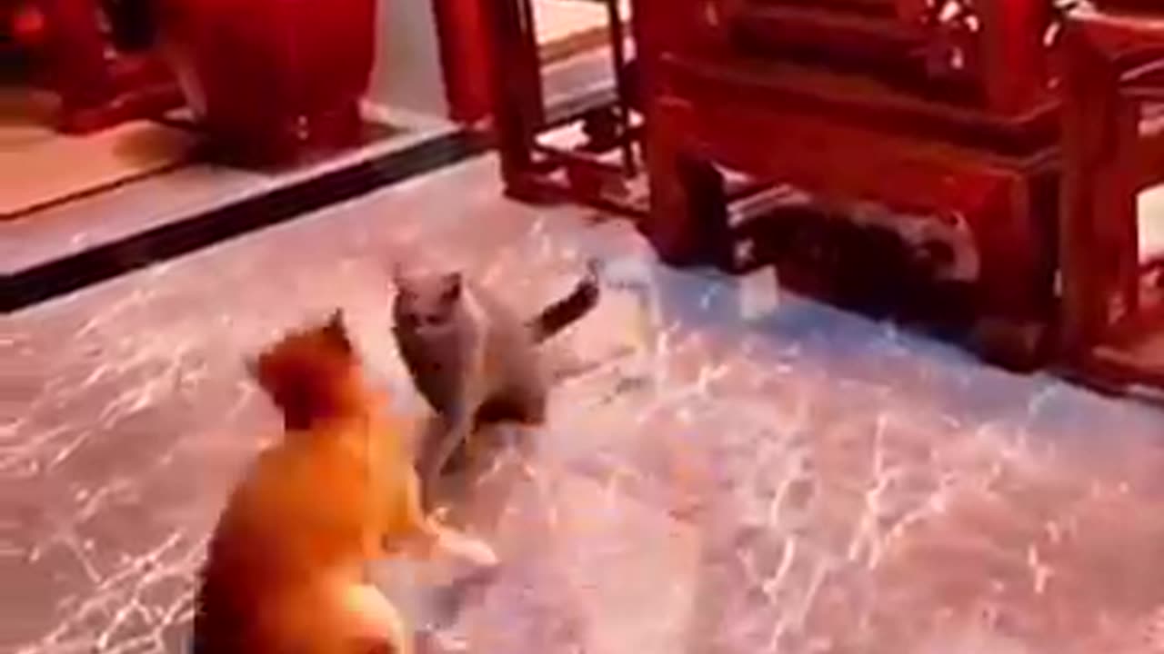 Wait For The End…! 🤣😂 #dog #cat