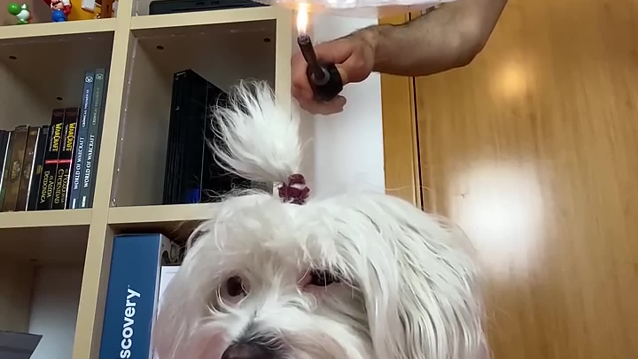 Broma a Mi Perro Mientras Descansa