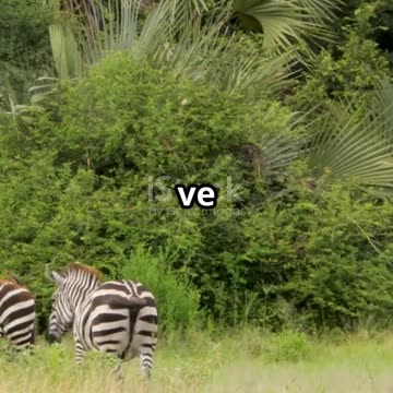 Zebra ke Stripes ka Raaz 🤫 | Black & White Animals Quiz 🦓🎉 #LearnToons #shorts