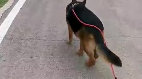 adorable animals, puppy videos, dog compilation, animal lovers,