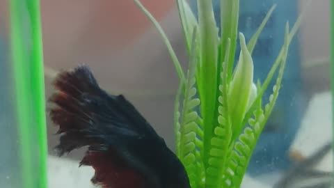 Beautiful Betta Fish