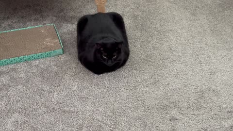 Cute Precious Piper is Aspiring to Be a Duffel Bag - Adopting a Cat from a Shelter Vlog