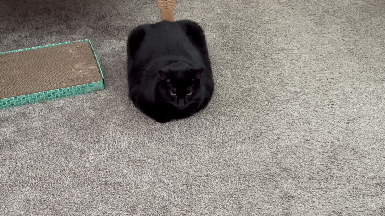 Cute Precious Piper is Aspiring to Be a Duffel Bag - Adopting a Cat from a Shelter Vlog