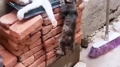 Pawsome Cat Moments—Cuteness, Comedy & Chaos! 🐾🔥