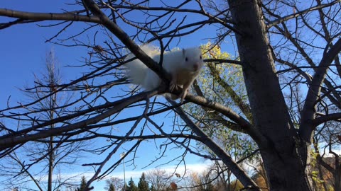 Albino Squirrels