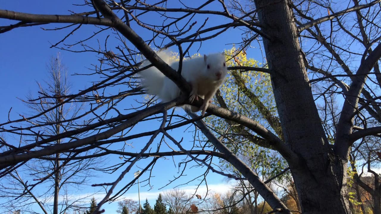 Albino Squirrels