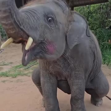 🤣🐘 This Tiny Elephant Is So Happy, It Can’t Stop Dancing!