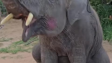 🤣🐘 This Tiny Elephant Is So Happy, It Can’t Stop Dancing!