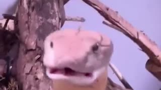 😂🐍 You Won't Believe This Snake Trick! | FunFM