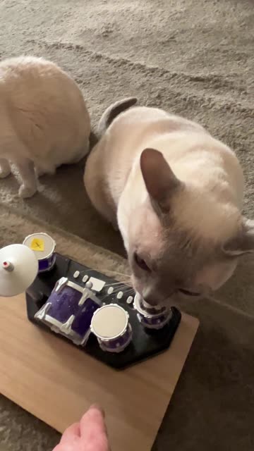 Nimbus the Cat Has the Rhythm
