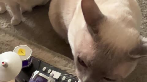 Nimbus the Cat Has the Rhythm