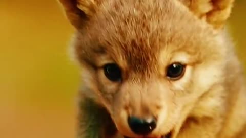 Smalls cute animals world