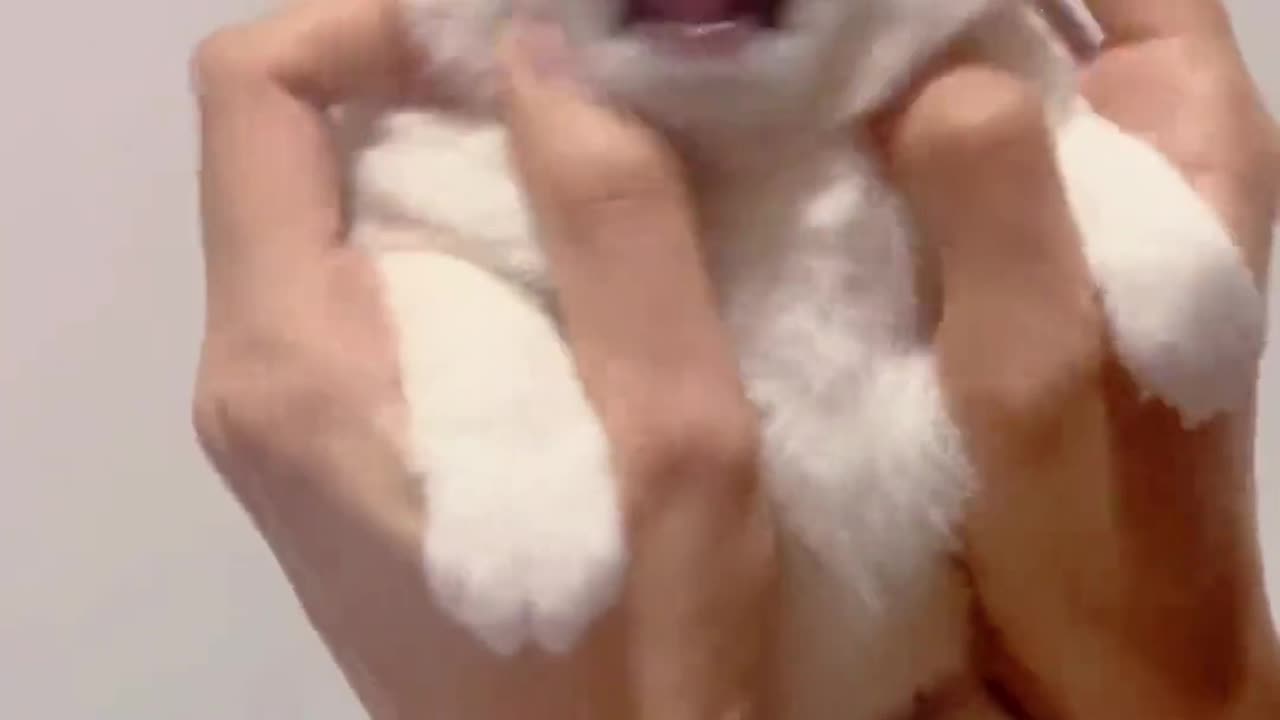 Litttle Paws