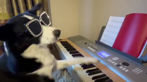 Dog Pianist Plays New Composition