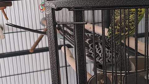 Eeyore & the Search for Food