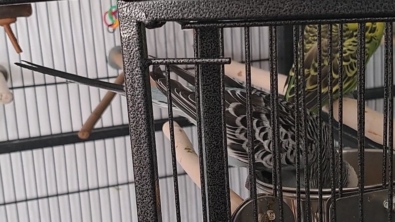 Eeyore & the Search for Food