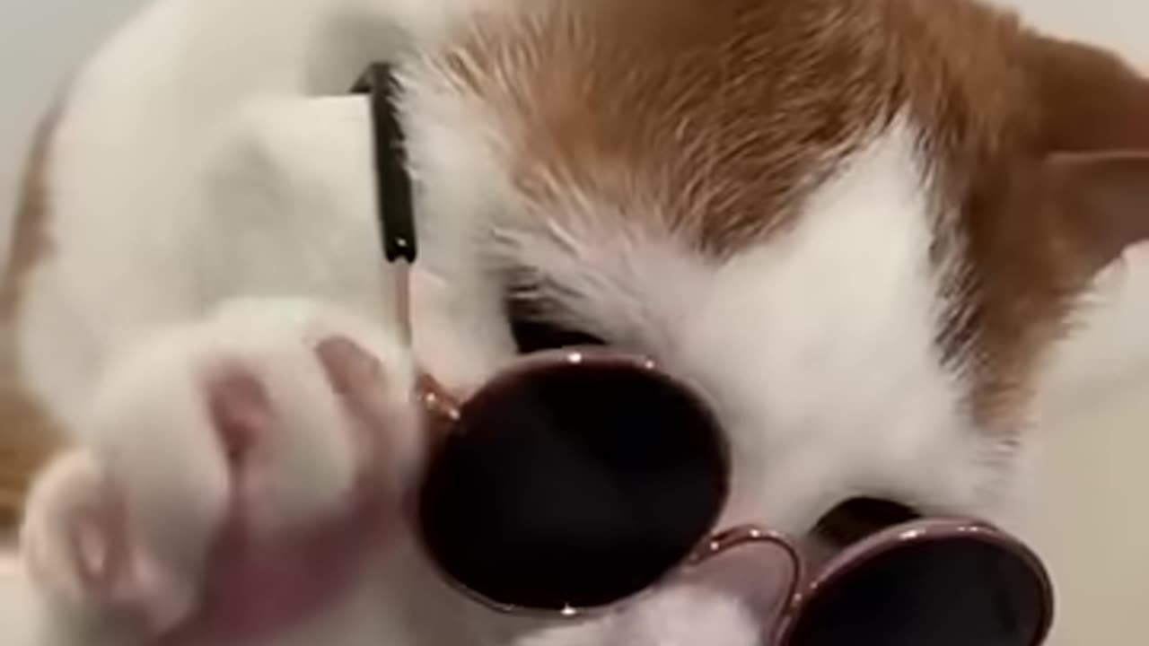 Being happy with animals