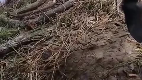 🌿⚔️ Myanmar War | PDO Attacks Junta Soldiers in Oktwin and Htantabin | RCF