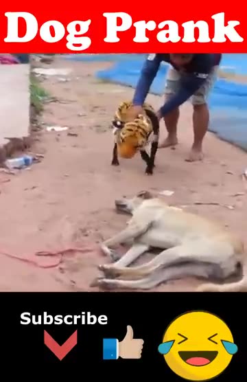 dog prank video 2025 new