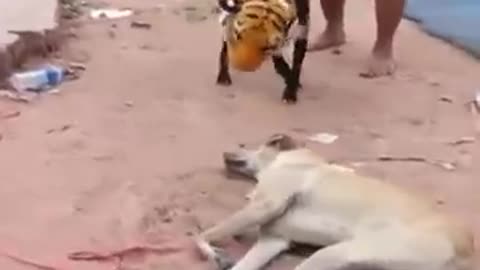 dog prank video 2025 new