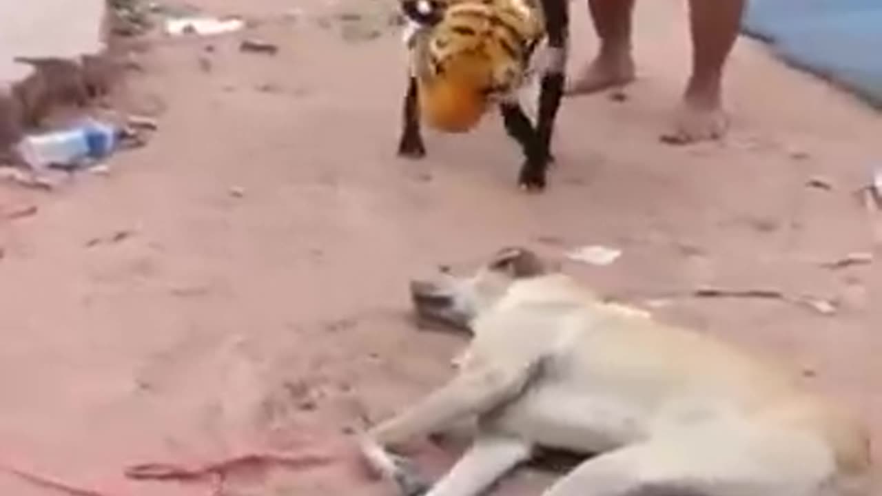 dog prank video 2025 new