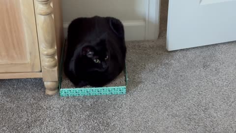 Cute Precious Piper is a Square Loaf Security Guard - Adopting a Cat from a Shelter Vlog