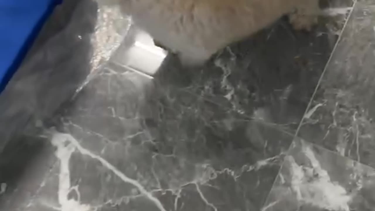 Small cute dog