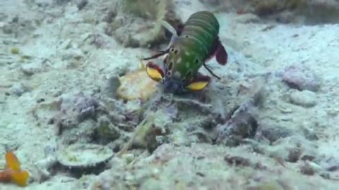 Will Robot Spy Crab Survive The Killer Punch Of A Peacock Mantis Shrimp