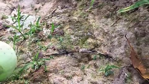 Funny Animal Video
