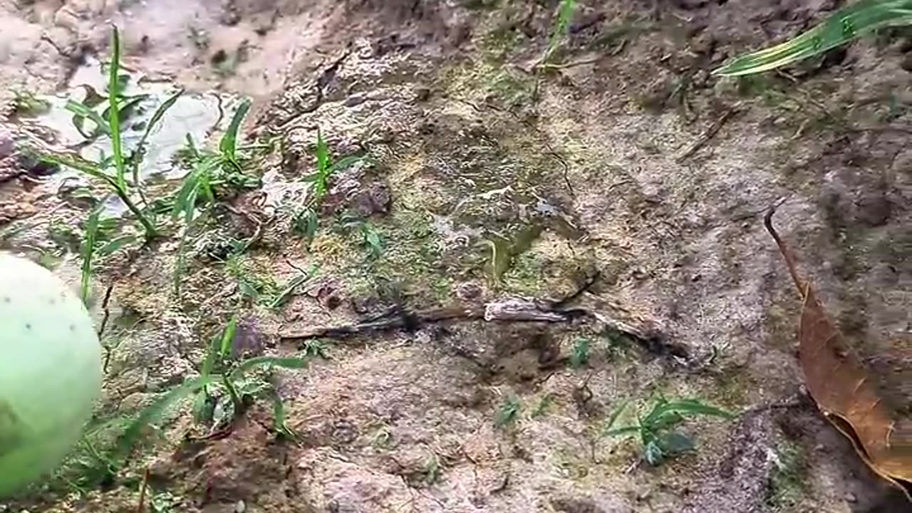 Funny Animal Video