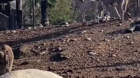 Somali donkey