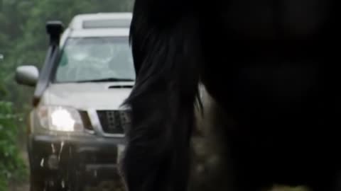 Gorilla Attacks Car in the Jungle! 🦍🚗😱”