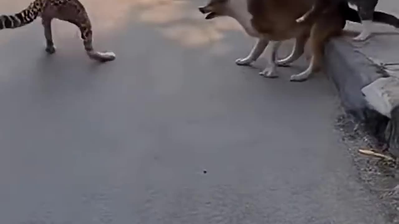 The cat saved the dog from the leopard