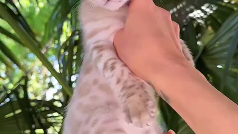 Cats🥀