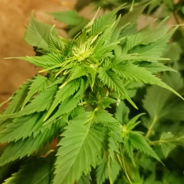 Duckfoot Sativa Hybrid close up.