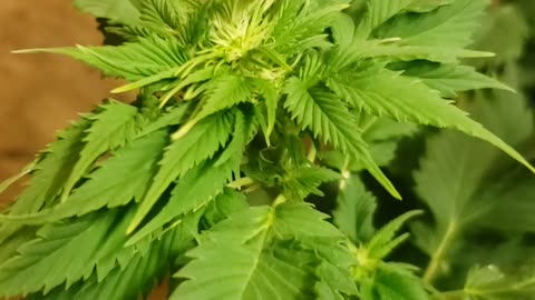 Duckfoot Sativa Hybrid close up.
