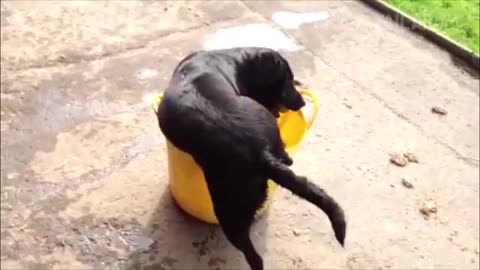 Breaking: *Try Not To Laugh Challenge* Funny Dogs Fail Compilation | FailArmy