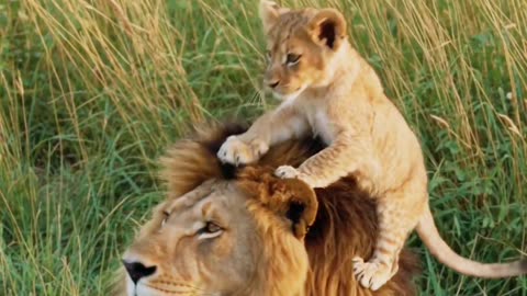 Simba &mufasa💥