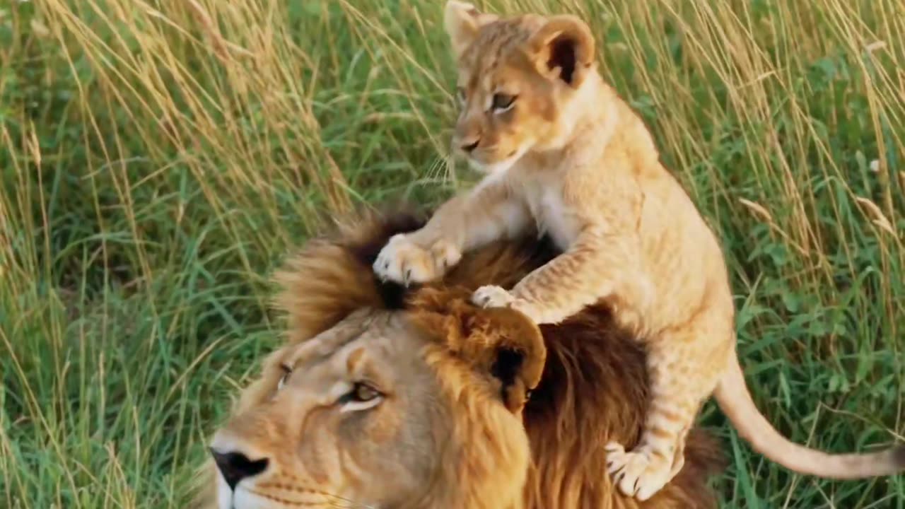 Simba &mufasa💥