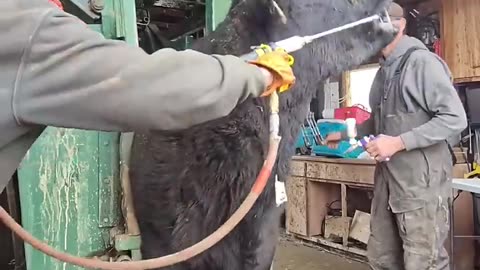 funny animal video