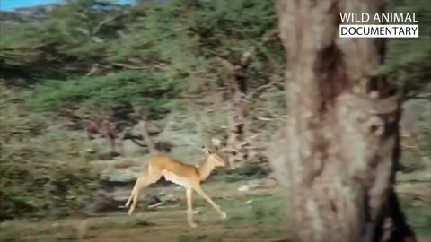 Animal information video