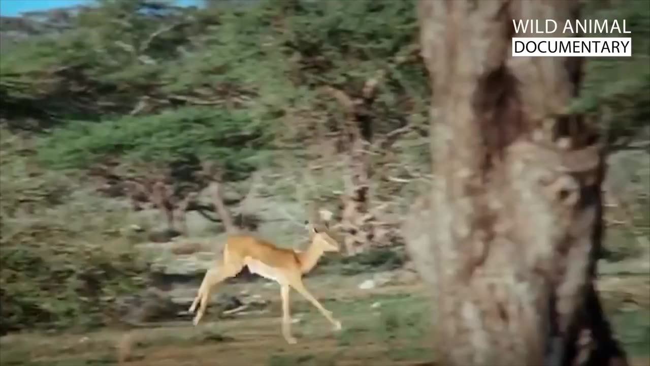 Animal information video
