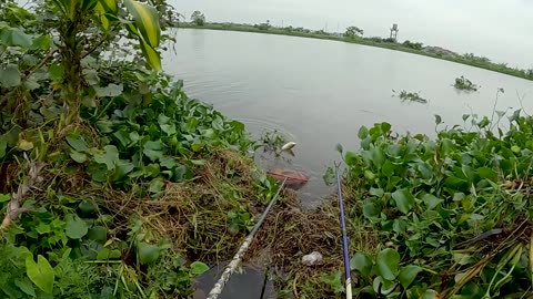 Shrimp Trap Fishing in Lake Vegetation