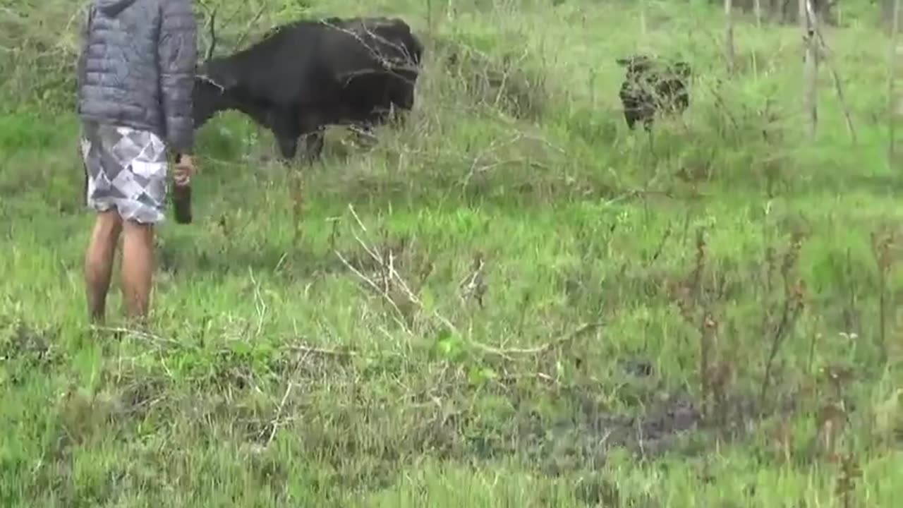 Dogo argentino brings down cow