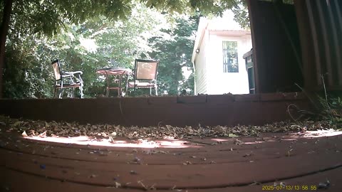 Wildlife Filmed By Haza PR800 Wild Camera, Levagood Area, Dearborn, Michigan, July 12 To 17, 2025